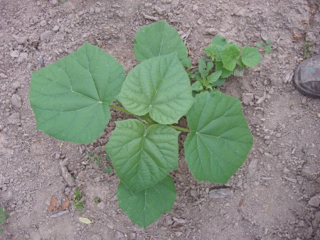 Paulownie vysadené pri Leviciach -sú k nahliadnutiu